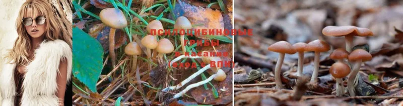 наркошоп  Дигора  Галлюциногенные грибы Psilocybe 